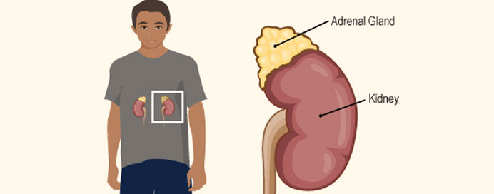 Adrenal And Pituitary Disorders Treatment Koparkhairne